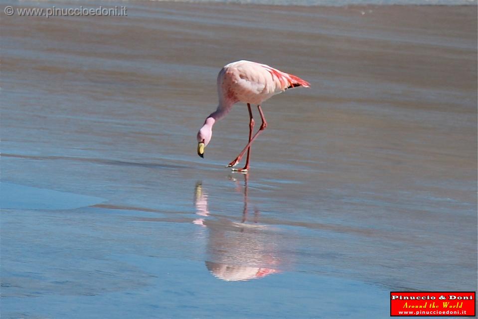 BOLIVIA 2 - Ruta de Las Joyas - Laguna Hedionda - Fenicotteri Rosa - 2.jpg